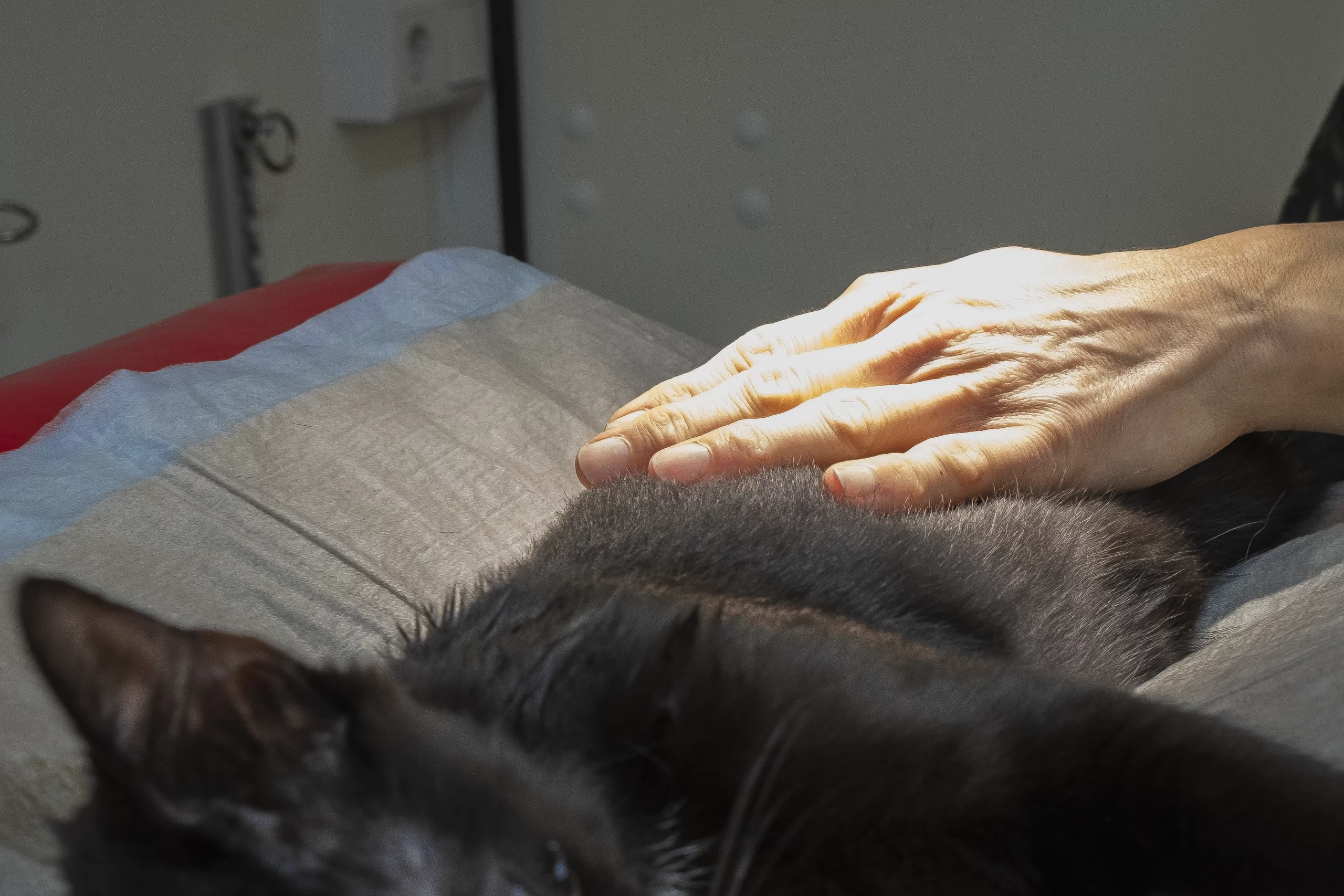 Sterbebegleitung Hund und Katze zu Hause